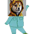 Shiba Inu in hoodie and blue suit
