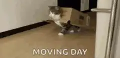 Cat in a box moving day