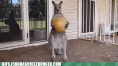 kangaroo drops ball