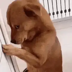 Sad brown puppy leaning on door