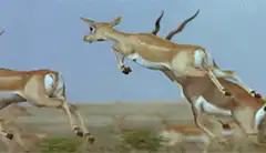 Gazelles leaping in slow motion