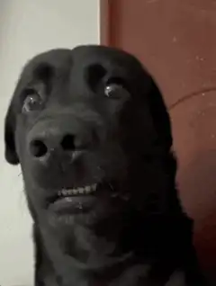 Black dog with wide eyes and bared teeth