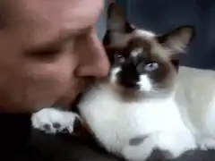 Man kisses cat and cat kisses back