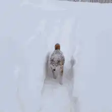 Shiba Inu dog covered in snow