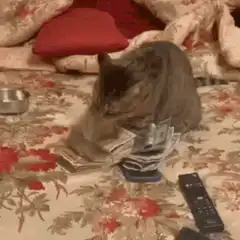 cat playing with money