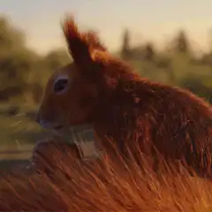 Squirrel eating an acorn