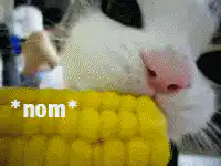 cat eating corn on the cob