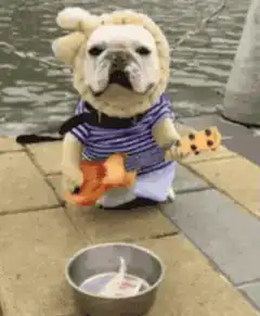 Bulldog busker playing guitar