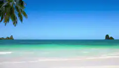 Tropical beach with palm tree and turquoise water