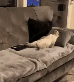 Cat relaxing on couch
