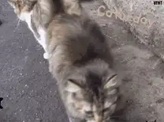 Two cats cuddling on pavement