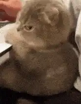 Cat typing on laptop