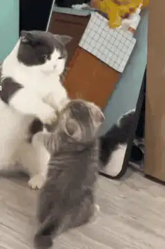Cat stands up to fight kitten