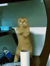 orange cat dancing on hind legs