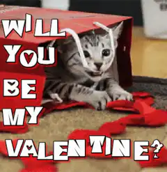 Cute kitten in a box with rose petals