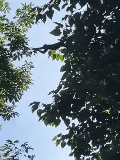 Looking up at tree branches against blue sky