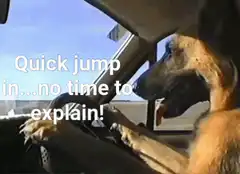dog driving car quick jump