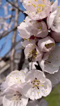 Bee pollinating cherry blossoms