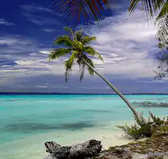 Tropical beach with palm tree and turquoise water