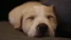 sleeping puppy