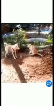 Dog startles cat in garden