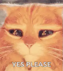 Big Eyes Cat Yes Please