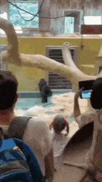 Gorilla standing in enclosure