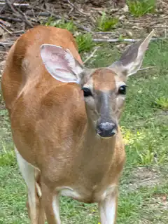 brown deer looking at camera