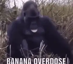 Gorilla laughing and falling over banana overdose