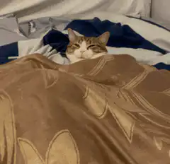 Cat yawning in bed