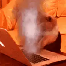 hamster steaming laptop