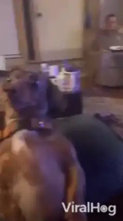 Dachshund sitting up like a human