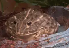 frog sitting and blinking