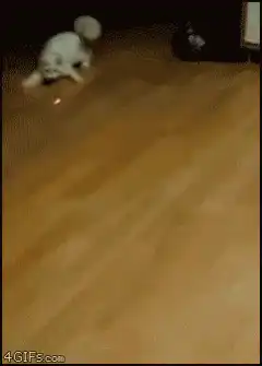 white cat chasing laser pointer