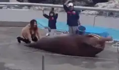 Seal waving at zoo visitors