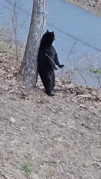 Black bear scratching back on tree