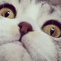 Close-up of a cat's face
