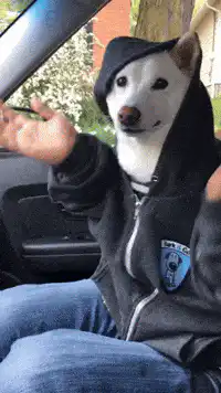 Doge in hoodie dancing in car