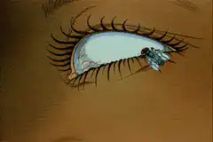 fly crawling on eye