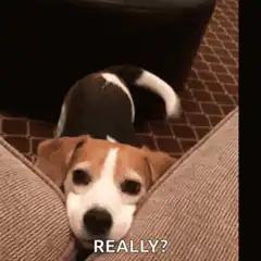 Beagle dog really?