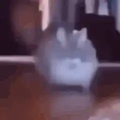 blurry chinchilla zoom