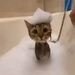 Cat with soap on head in bath