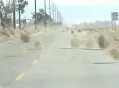 Tumbleweeds rolling down a road