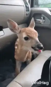 Baby deer licking car seat