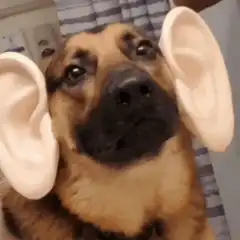 dog with big ears