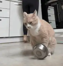 cat banging metal bowl on floor