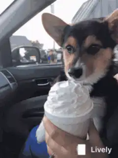 Corgi puppy eats whipped cream
