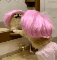 Dog in pink wig looks in mirror