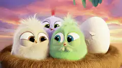 Angry Birds chicks in a nest