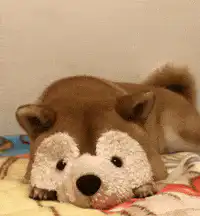 Shiba Inu lifts head from stuffed animal
